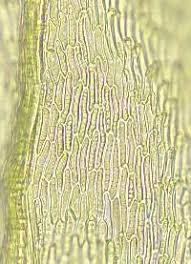 Attēlu rezultāti vaicājumam “Sciuro-hypnum reflexum”