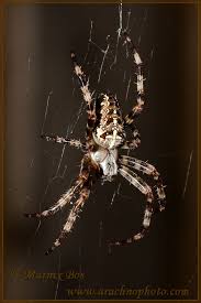 Attēlu rezultāti vaicājumam “Araneus diadematus juvenile”