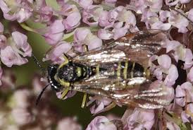Attēlu rezultāti vaicājumam “Tenthredo scrophulariae exuvia”