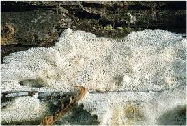 Attēlu rezultāti vaicājumam “Asterodon ferruginosus”