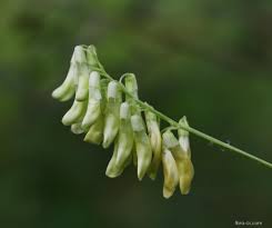 Attēlu rezultāti vaicājumam “Vicia pisiformis”