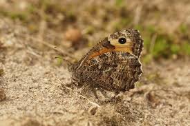 Attēlu rezultāti vaicājumam “Hipparchia semele”