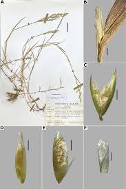 Attēlu rezultāti vaicājumam “Agrostis stolonifera”