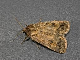 Attēlu rezultāti vaicājumam “Caradrina morpheus”