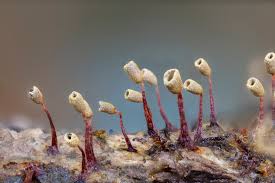 Attēlu rezultāti vaicājumam “Arcyria globosa macro”