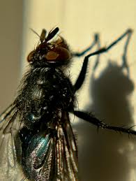 Attēlu rezultāti vaicājumam “Cribraria ferruginea”