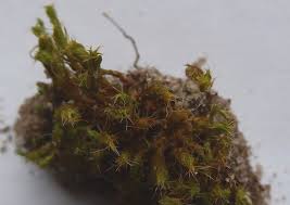 Attēlu rezultāti vaicājumam “Syntrichia ruralis var. ruralis sporophyte”