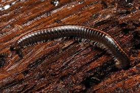 Attēlu rezultāti vaicājumam “Ommatoiulus sabulosus”