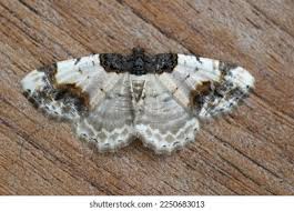 Attēlu rezultāti vaicājumam “Ligdia adustata”