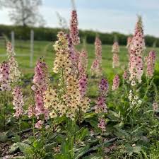 Attēlu rezultāti vaicājumam “Verbascum”