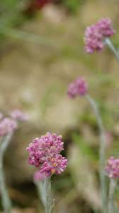 Attēlu rezultāti vaicājumam “Antennaria dioica”