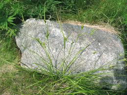 Attēlu rezultāti vaicājumam “Carex pallescens”