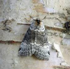 Attēlu rezultāti vaicājumam “Tetheella fluctuosa”