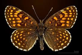 Attēlu rezultāti vaicājumam “Melitaea diamina upperside”