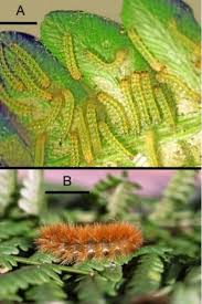 Attēlu rezultāti vaicājumam “Spilosoma sp.”