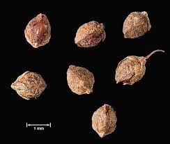 Attēlu rezultāti vaicājumam “Rumex acetosa fruit”