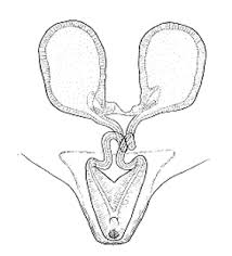 Attēlu rezultāti vaicājumam “Neottiura bimaculata female”