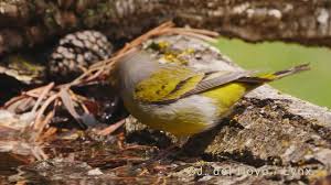Image result for Carduelis citrinella
