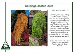 Attēlu rezultāti vaicājumam “Larix decidua”