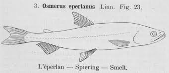 Image result for Osmerus eperlanus