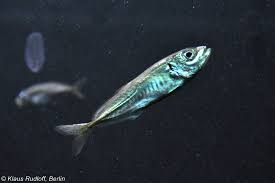 Image result for Trachurus trachurus