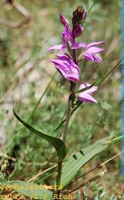 Attēlu rezultāti vaicājumam “Cephalanthera rubra leaf”