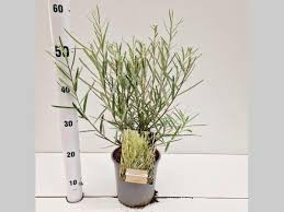 Attēlu rezultāti vaicājumam “Salix repens subsp. rosmarinifolia”