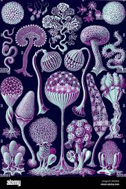 Attēlu rezultāti vaicājumam “Siphoptychium violaceum plasmodium”