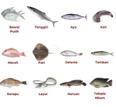 Image result for ikan