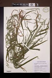 Attēlu rezultāti vaicājumam “Cinna latifolia”