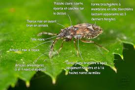 Attēlu rezultāti vaicājumam “Scolopostethus thomsoni”