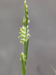 Attēlu rezultāti vaicājumam “Glyceria lithuanica”