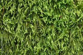 Attēlu rezultāti vaicājumam “Hypnum cupressiforme”