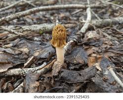 Attēlu rezultāti vaicājumam “Verpa bohemica”