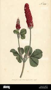 Image result for Trifolium incarnatum