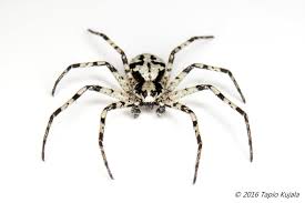 Attēlu rezultāti vaicājumam “Philodromus margaritatus”