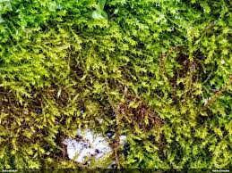 Attēlu rezultāti vaicājumam “Serpoleskea subtilis”