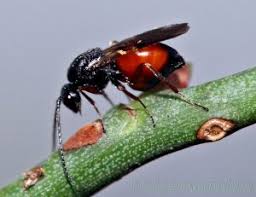 Attēlu rezultāti vaicājumam “Diplolepis rosae”