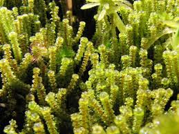 Attēlu rezultāti vaicājumam “Paludella squarrosa”