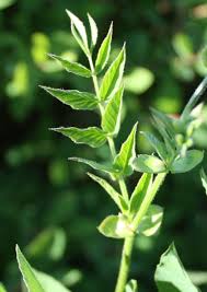 Attēlu rezultāti vaicājumam “Galega orientalis leaf”