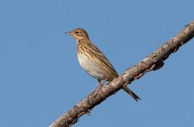 Attēlu rezultāti vaicājumam “Anthus trivialis”