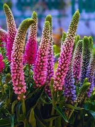 Attēlu rezultāti vaicājumam “Veronica”