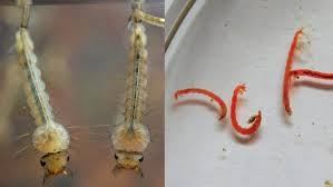 Attēlu rezultāti vaicājumam “Culex pipiens larva”