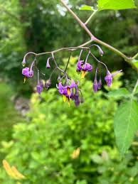 Attēlu rezultāti vaicājumam “Solanum dulcamara flower”