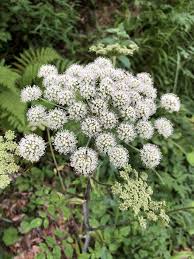 Attēlu rezultāti vaicājumam “Angelica sylvestris flower”