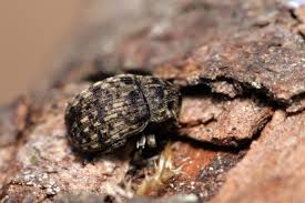 Attēlu rezultāti vaicājumam “Anthribus nebulosus”