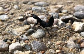 Billedresultat for rovbille