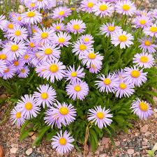 Image result for Aster alpinus