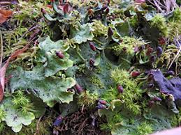 Attēlu rezultāti vaicājumam “Scapania lingulata”