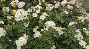 Attēlu rezultāti vaicājumam “Rosa subcanina”